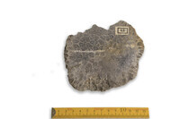 F 00043
<br/>
<br/>
<em></em>